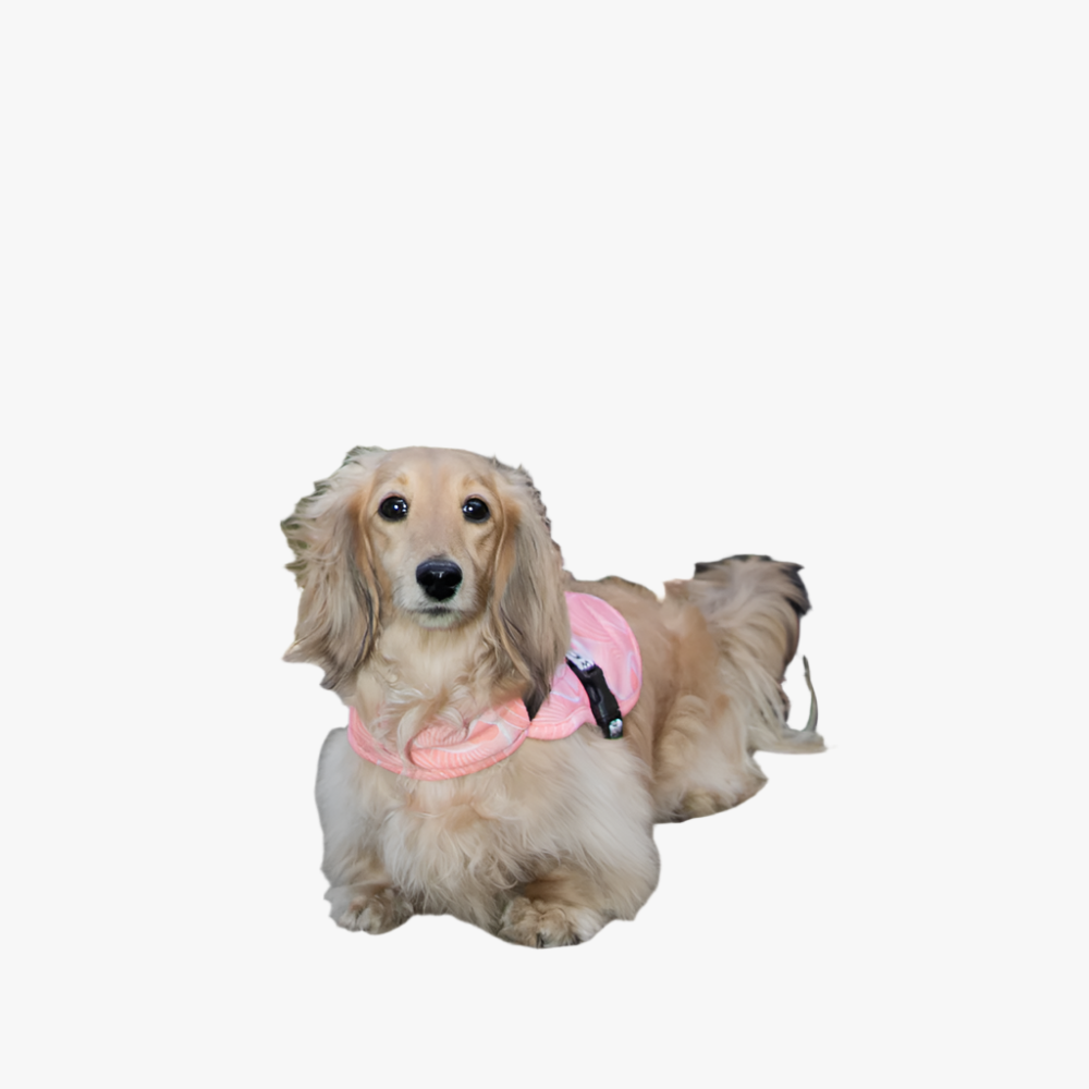 Hedwig Cooling Vest/Harness - Pink Geo