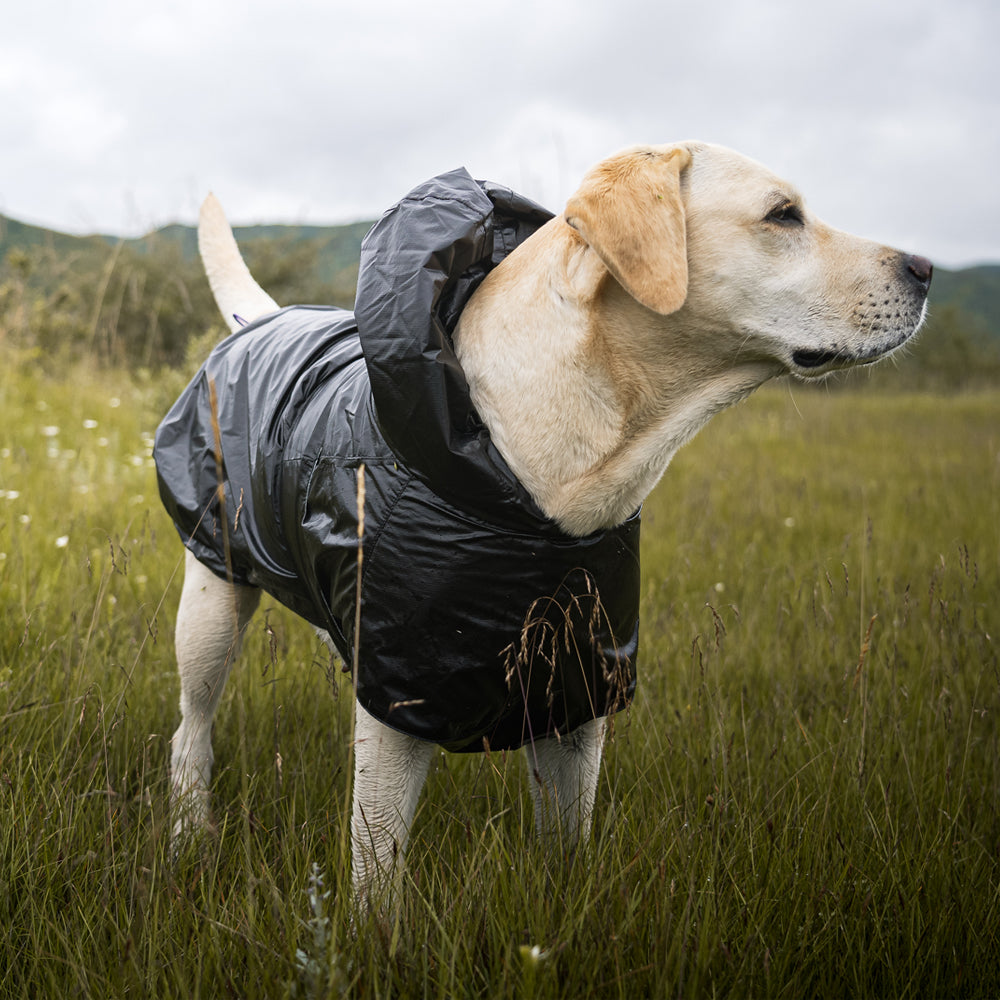 Labrador raincoat best sale